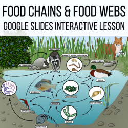 Food webs and food chains worksheet