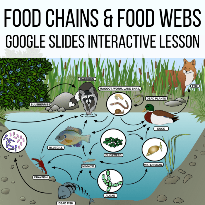 Food webs and food chains worksheet