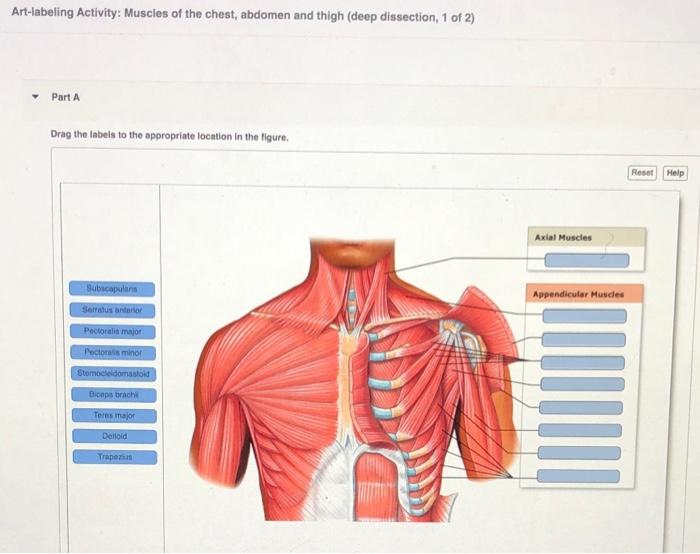 Art-labeling activity: muscles of the abdomen