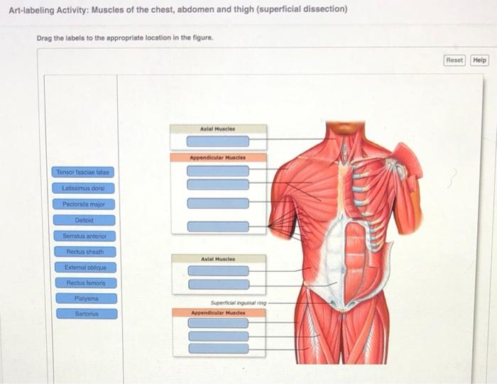 Art-labeling activity: muscles of the abdomen