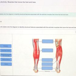 Muscles arm front move muscle anterior anatomy figure