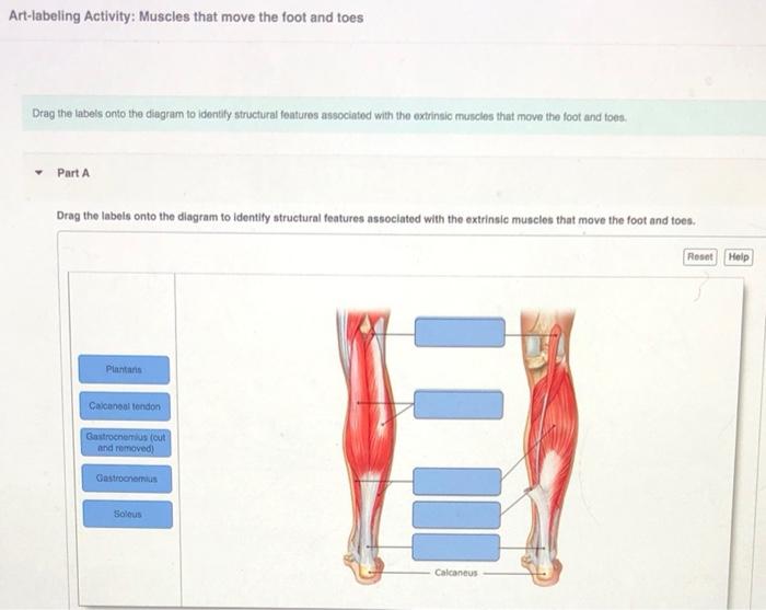 Muscles arm front move muscle anterior anatomy figure