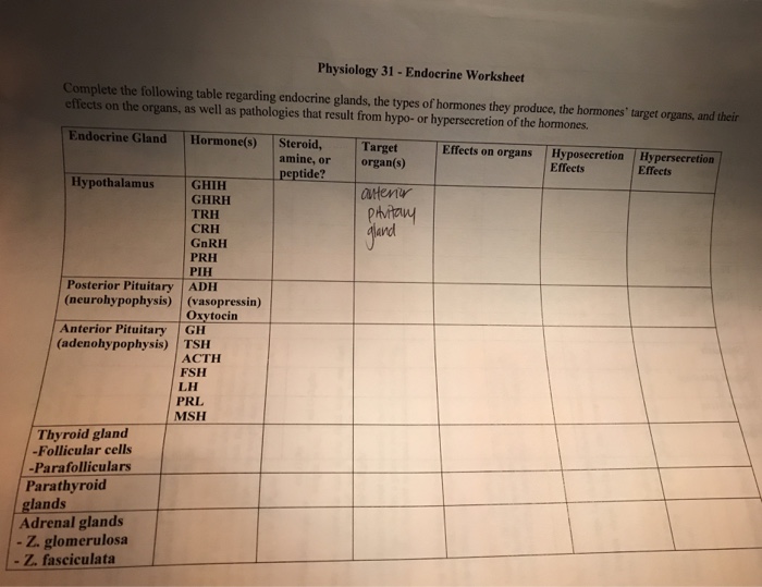 Human endocrine hormones worksheet answers