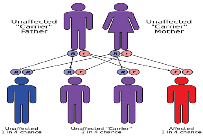 Albinism is an autosomal recessive condition. which circle graph