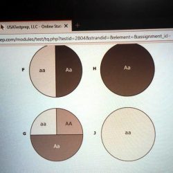 Albinism is an autosomal recessive condition. which circle graph