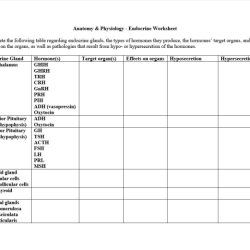 Human endocrine hormones worksheet answers