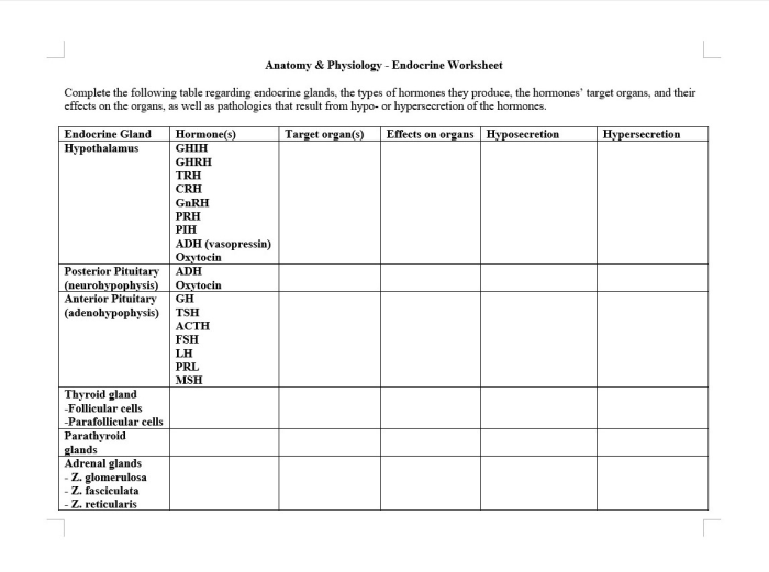 Human endocrine hormones worksheet answers